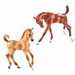 Classics Foals Dun & Appaloosa