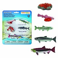 Life Cycle of a Salmon
