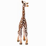 Giraffe Calf