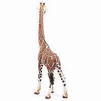 Giraffe Calf