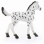 Knabstrupper Foal