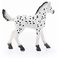 Knabstrupper Foal
