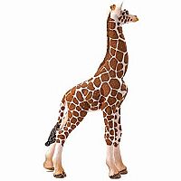 Giraffe Calf