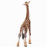 Giraffe Calf