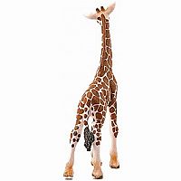 Giraffe Calf