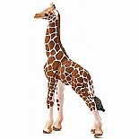 Giraffe Calf