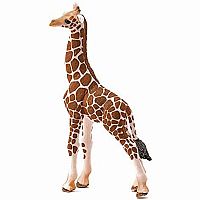 Giraffe Calf
