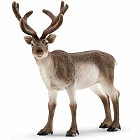 Reindeer