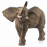 African Elephant, Male