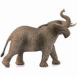 African Elephant, Male