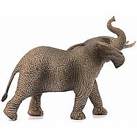 African Elephant, Male