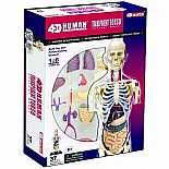 4D Transparent Human Body