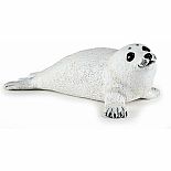 Baby Seal
