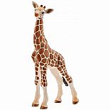 Giraffe Calf