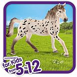 Knabstrupper Stallion
