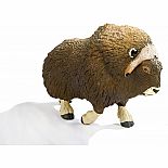 Muskox