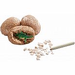Dig It Up! Dinosaur Eggs