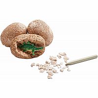 Dig It Up! Dinosaur Eggs