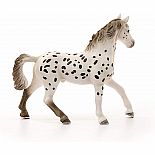 Knabstrupper Stallion