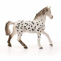 Knabstrupper Stallion