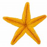 Orange Starfish