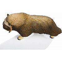 Muskox