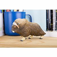Muskox