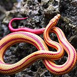 Incred Crea Corn Snake