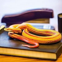 Incred Crea Corn Snake