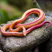 Incred Crea Corn Snake