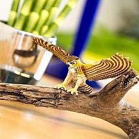 Great Horned Owl