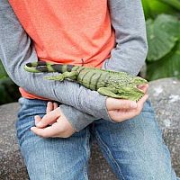 Incred Crea Iguana