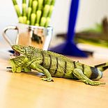 Incred Crea Iguana