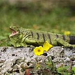 Incred Crea Iguana