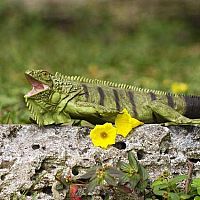 Incred Crea Iguana