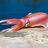 Incred Crea Reef Squid