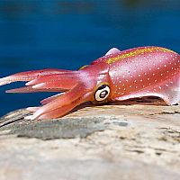 Incred Crea Reef Squid