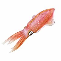 Incred Crea Reef Squid