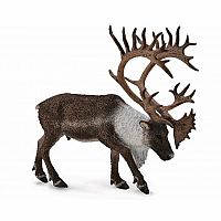 Woodland Caribou